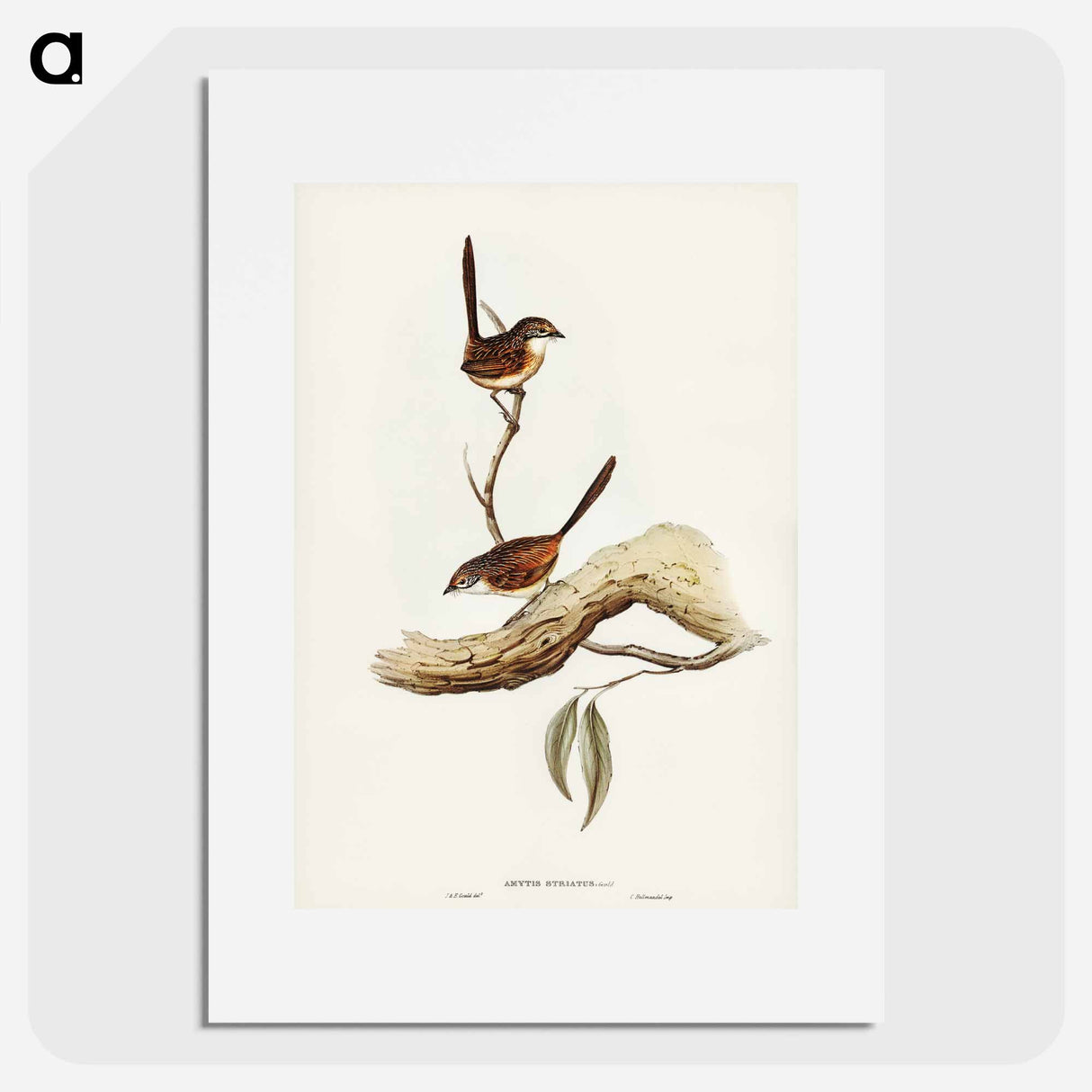 Striated Wren
- オーストラリアの鳥 Poster.