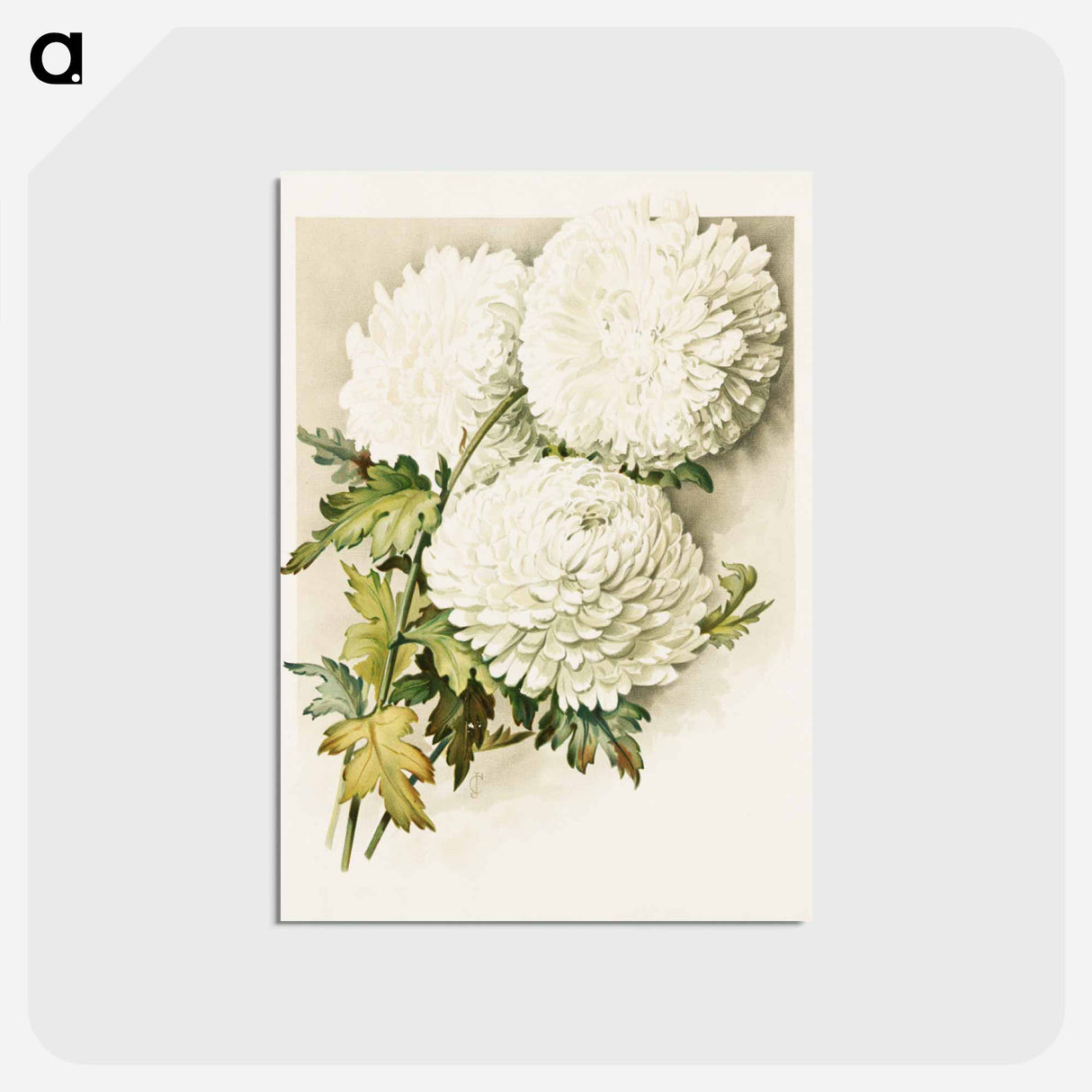 アートポストカード-Chrysanthemums for Christmas Eve
- ボストン公共図書館 Postcard.