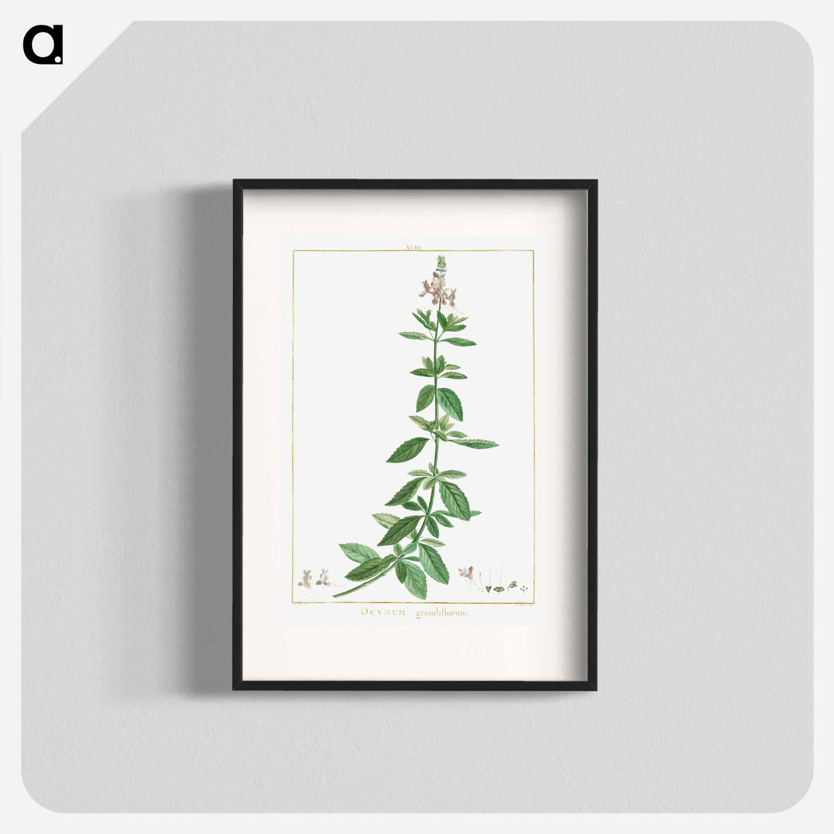 Ocimum Grandiflorum - Pierre Joseph Redouté Poster.