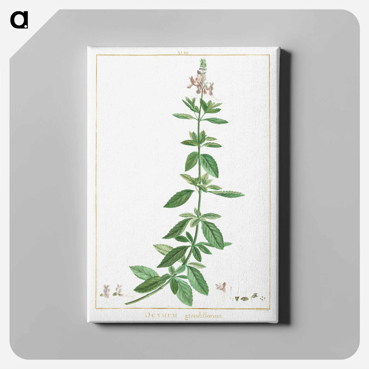 Ocimum Grandiflorum - Pierre Joseph Redouté Canvas.