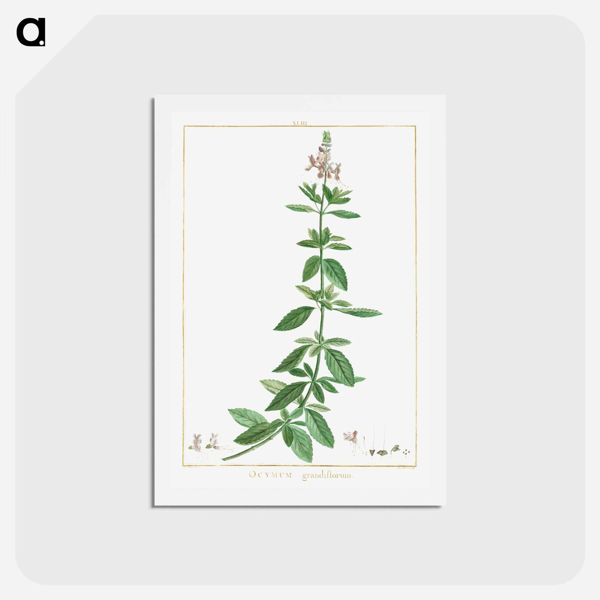 アートポストカード-Ocimum Grandiflorum - ピエール ジョゼフ ルドゥーテ Postcard.