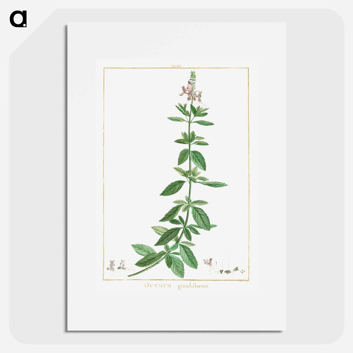 Ocimum Grandiflorum - Pierre Joseph Redouté Poster.