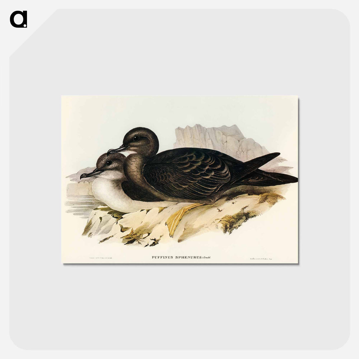 アートポストカード-Wedge-tailed Petrel
- オーストラリアの鳥 Postcard.