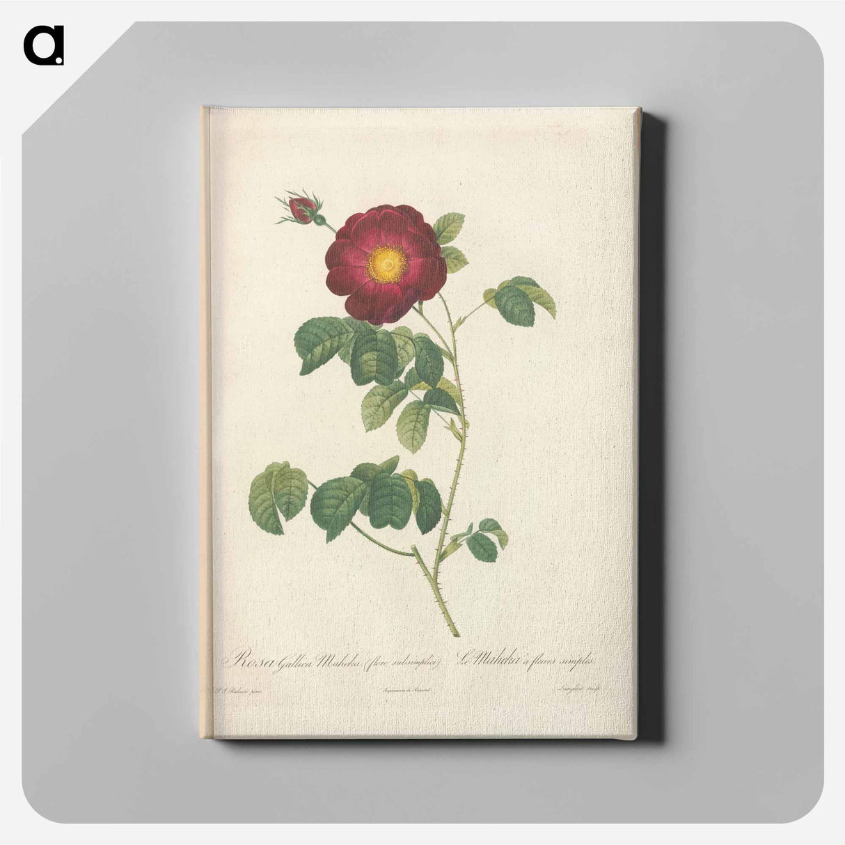 アートパネル-Rose illustration - ピエール ジョゼフ ルドゥーテ Canvas.