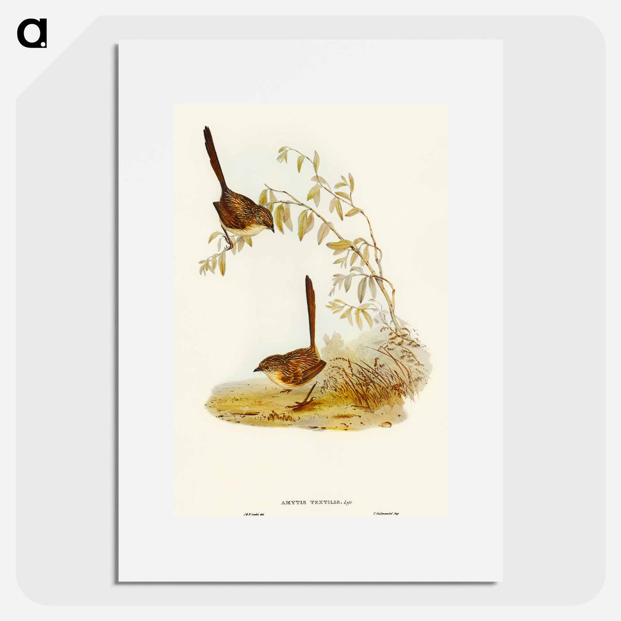 アートポスター-Textile Wren
- オーストラリアの鳥 Poster.