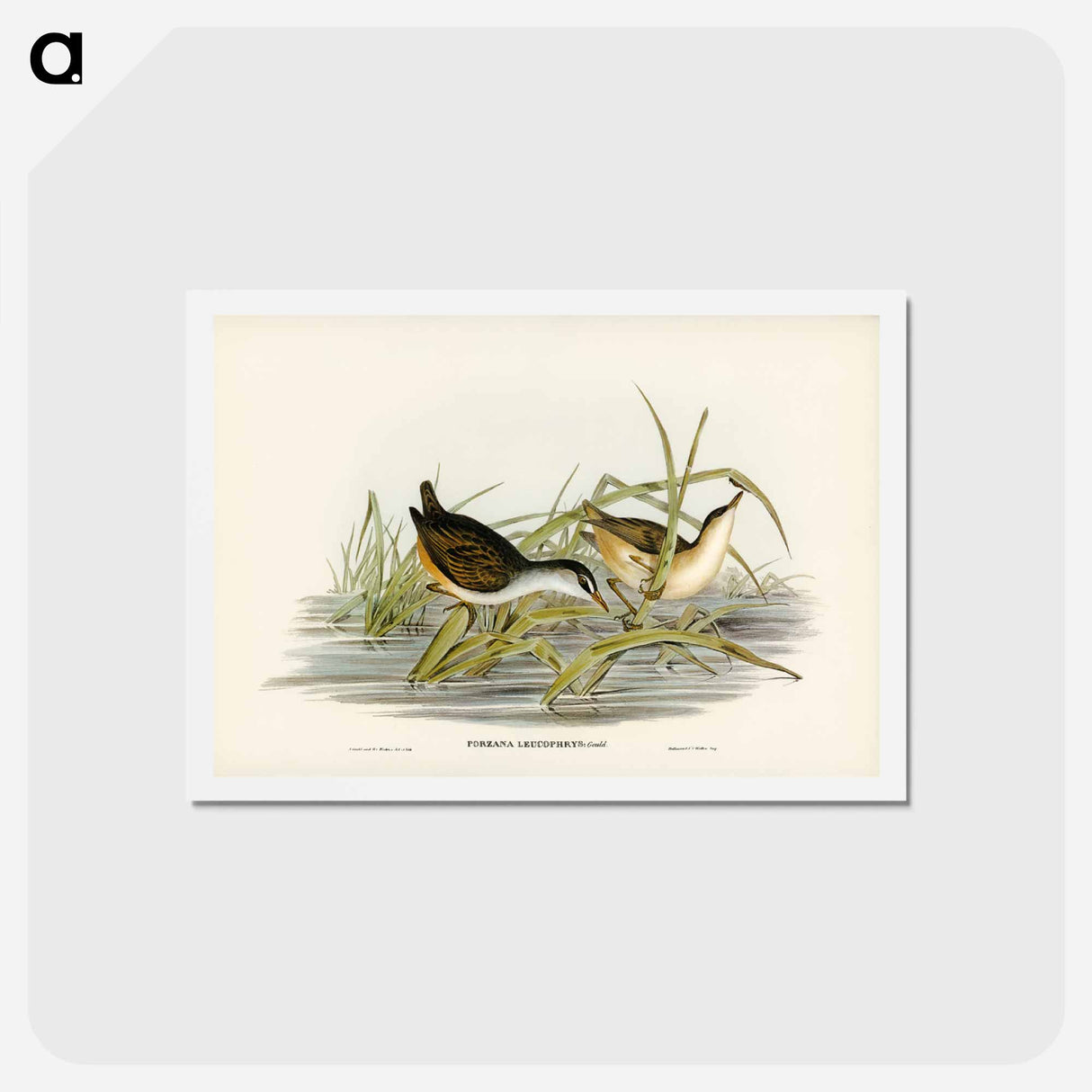アートポストカード-White-eyebrowed Water Crake
- ジョン グールド Postcard.