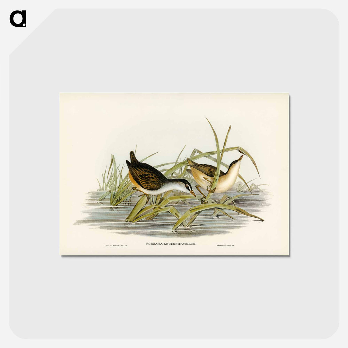 アートポストカード-White-eyebrowed Water Crake
- ジョン グールド Postcard.