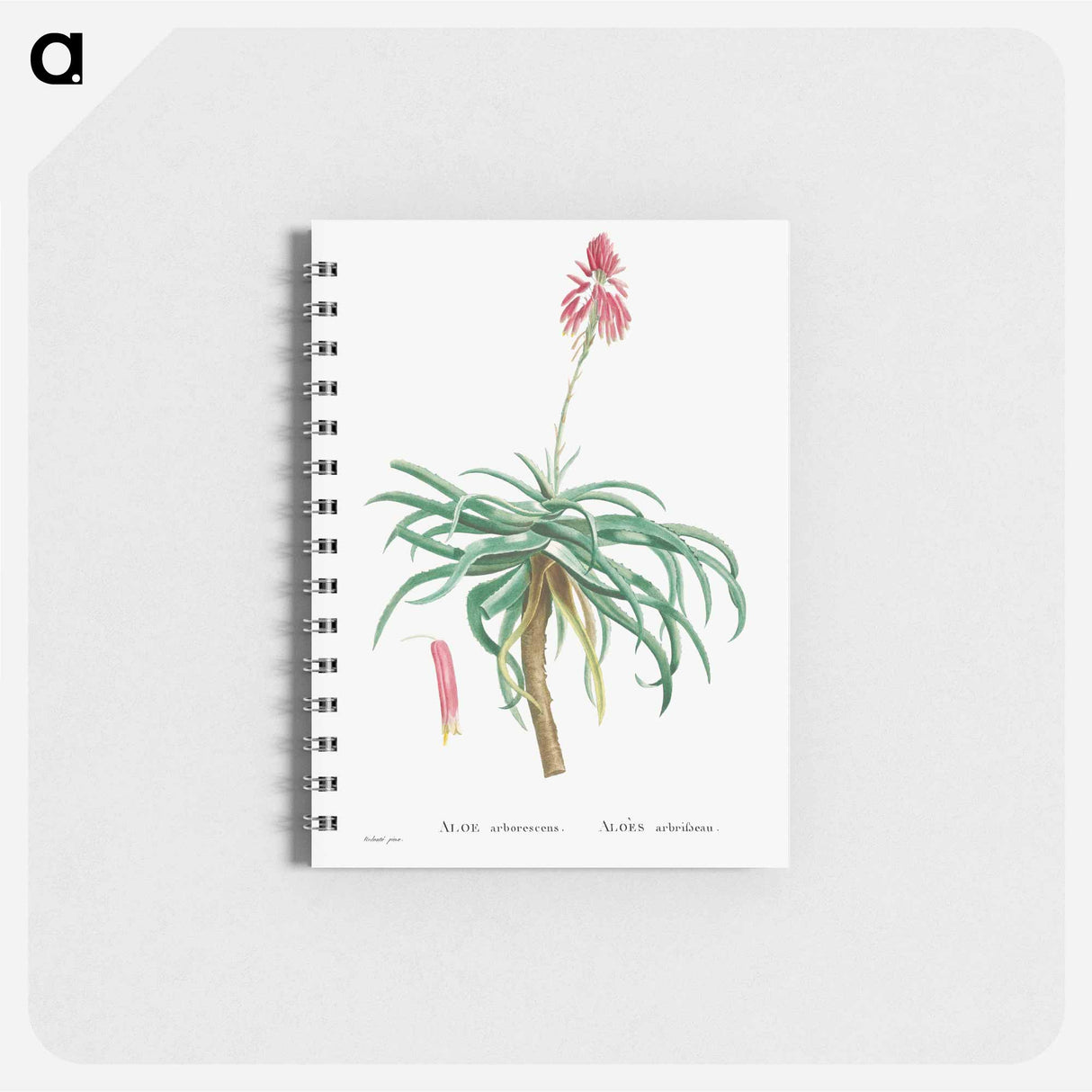 アートメモ帳-Aloe Arborescens (Candelabra Aloe) - ピエール ジョゼフ ルドゥーテ Memo.