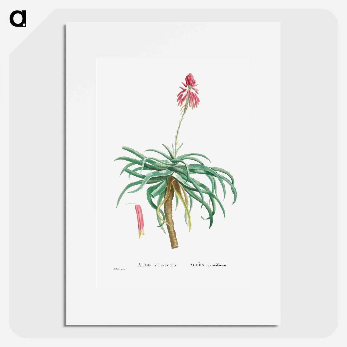 アートポスター-Aloe Arborescens (Candelabra Aloe) - ピエール ジョゼフ ルドゥーテ Poster.