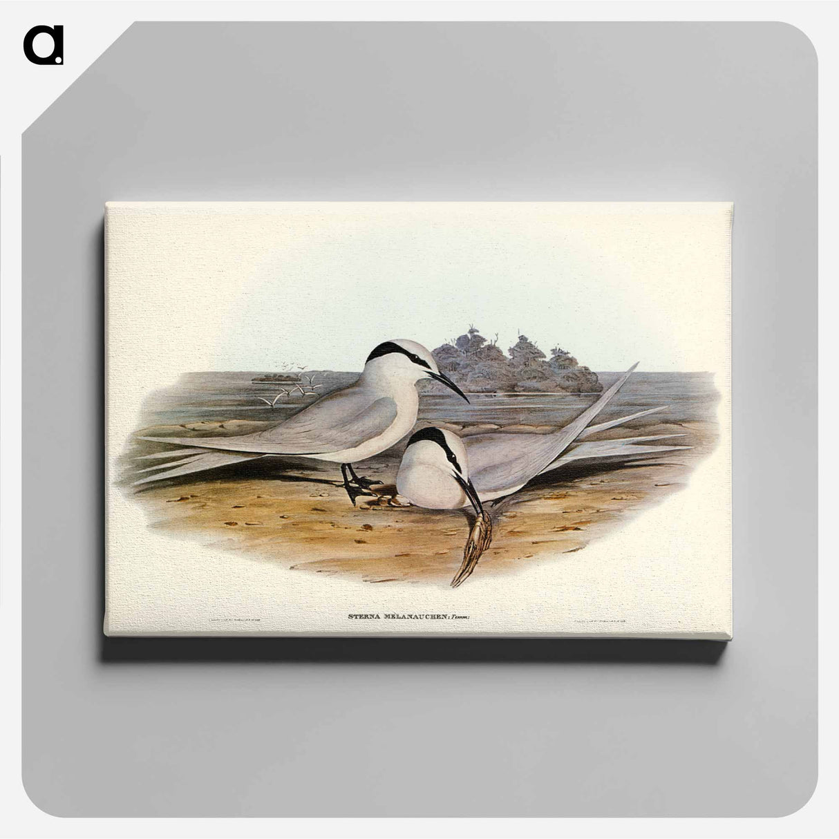 アートパネル-Black-naped Tern
- オーストラリアの鳥 Canvas.