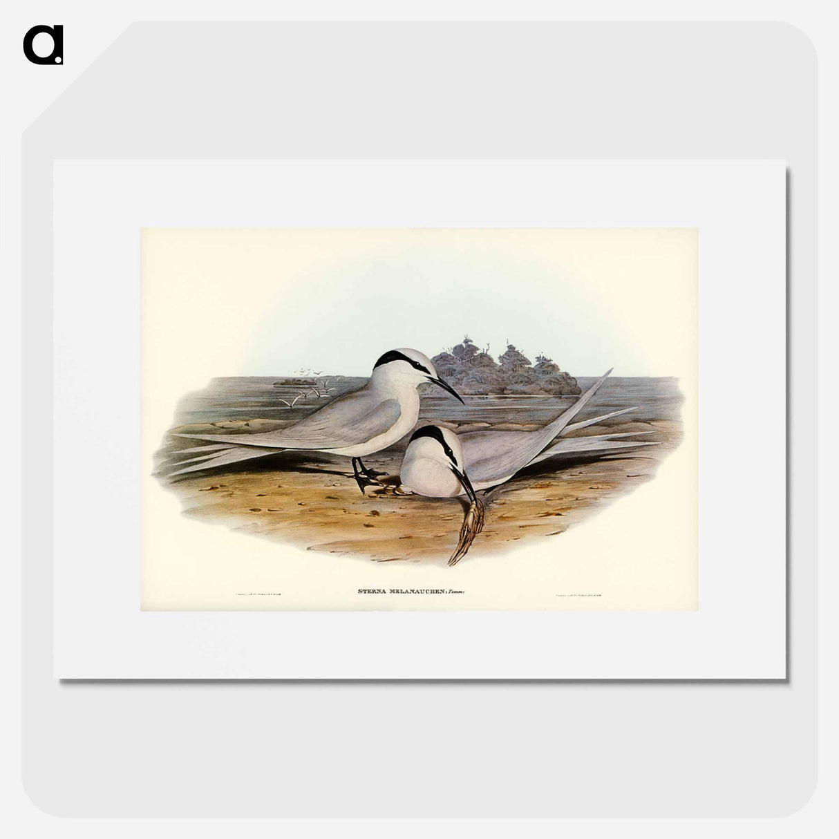 アートポスター-Black-naped Tern
- オーストラリアの鳥 Poster.