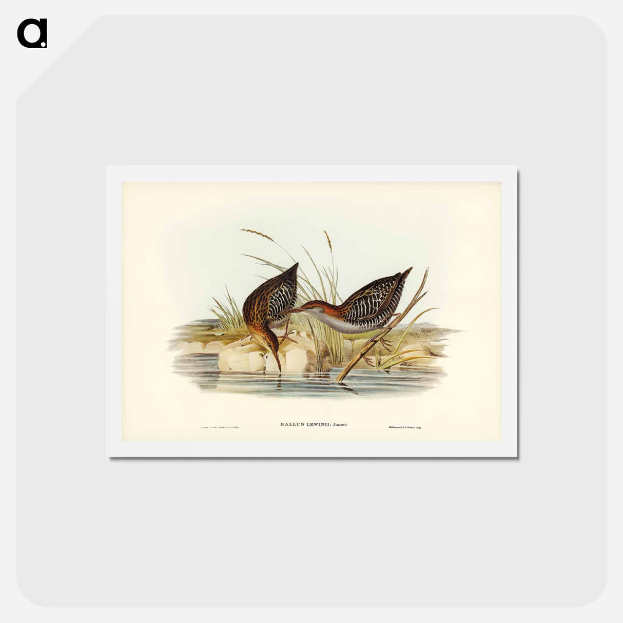 アートポストカード-Lewin's Water Rail
- ジョン グールド Postcard.