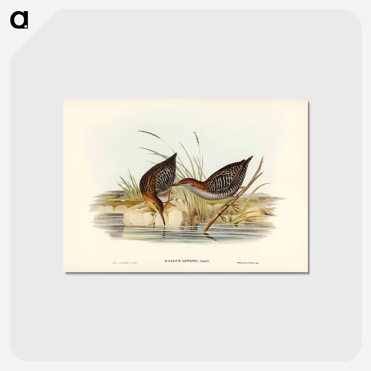 アートポストカード-Lewin's Water Rail
- ジョン グールド Postcard.