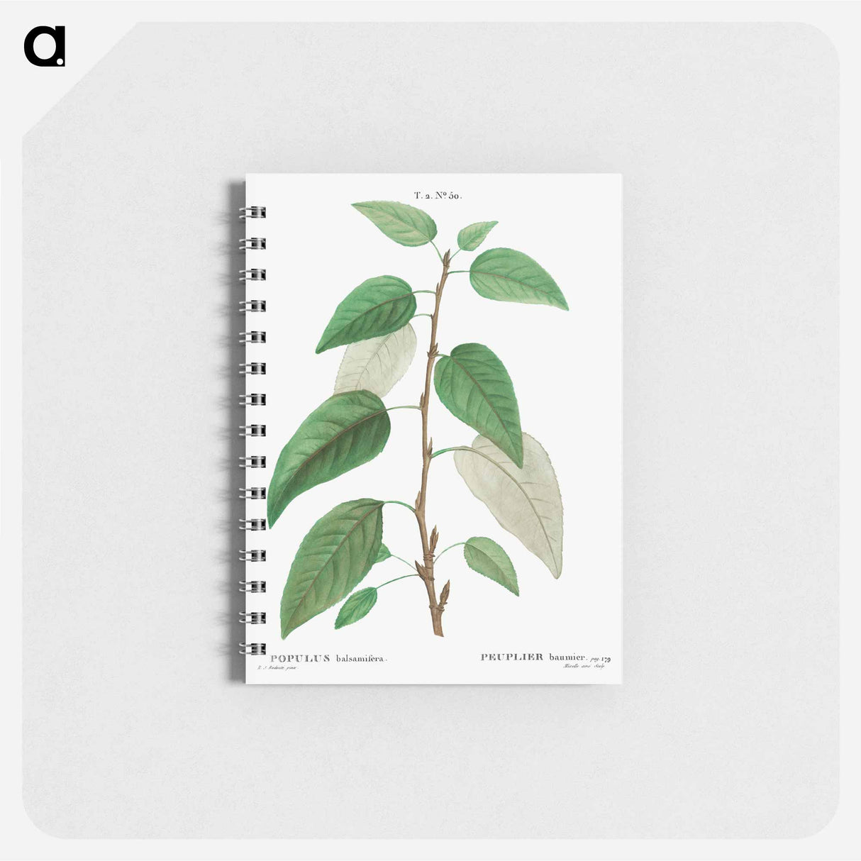 アートメモ帳-Balsam poplar - ピエール ジョゼフ ルドゥーテ Memo.