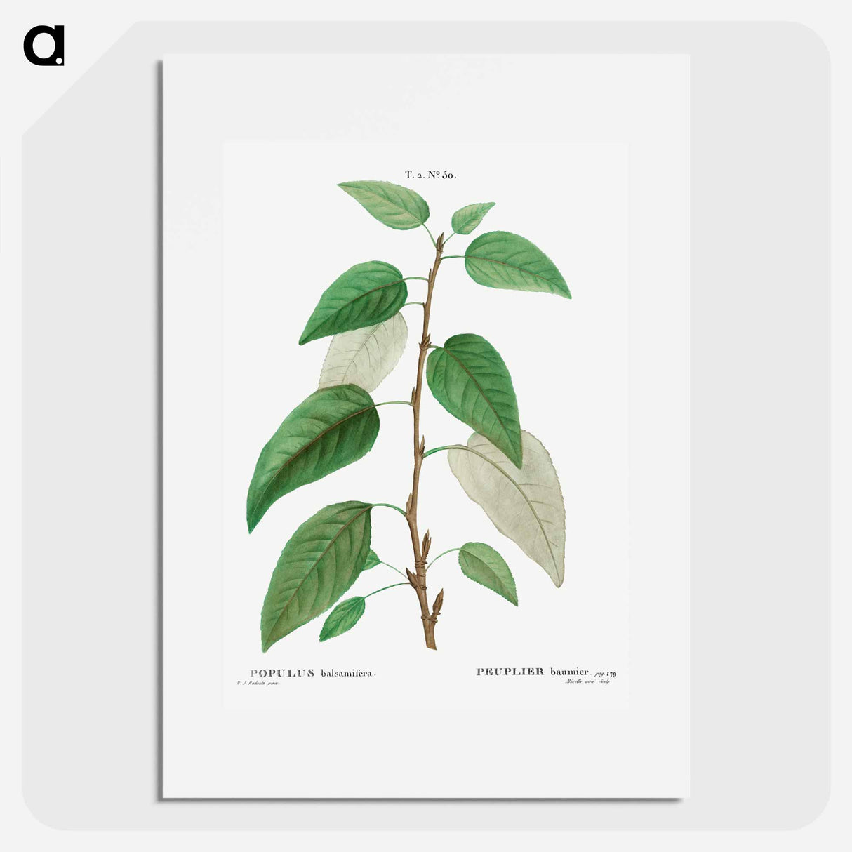 Balsam poplar - Pierre Joseph Redouté Poster.
