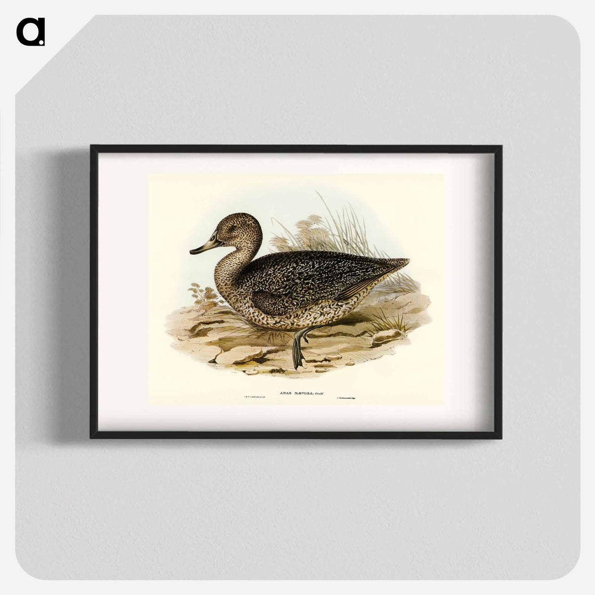 Freckled Duck
- オーストラリアの鳥 Poster.