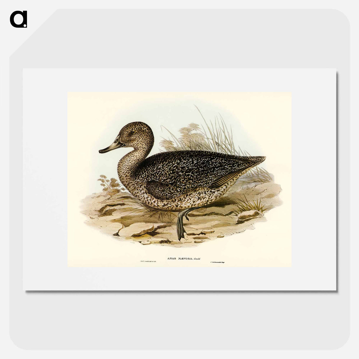 Freckled Duck
- オーストラリアの鳥 Poster.