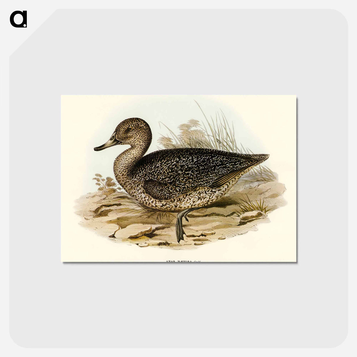 アートポストカード-Freckled Duck
- オーストラリアの鳥 Postcard.