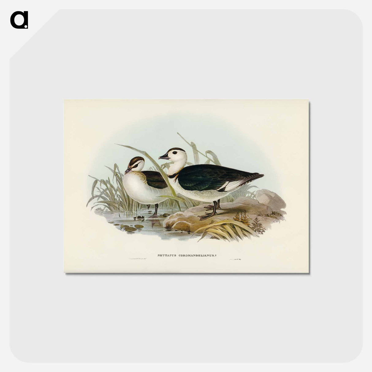アートポストカード-Pygmy Goose
- ジョン グールド Postcard.