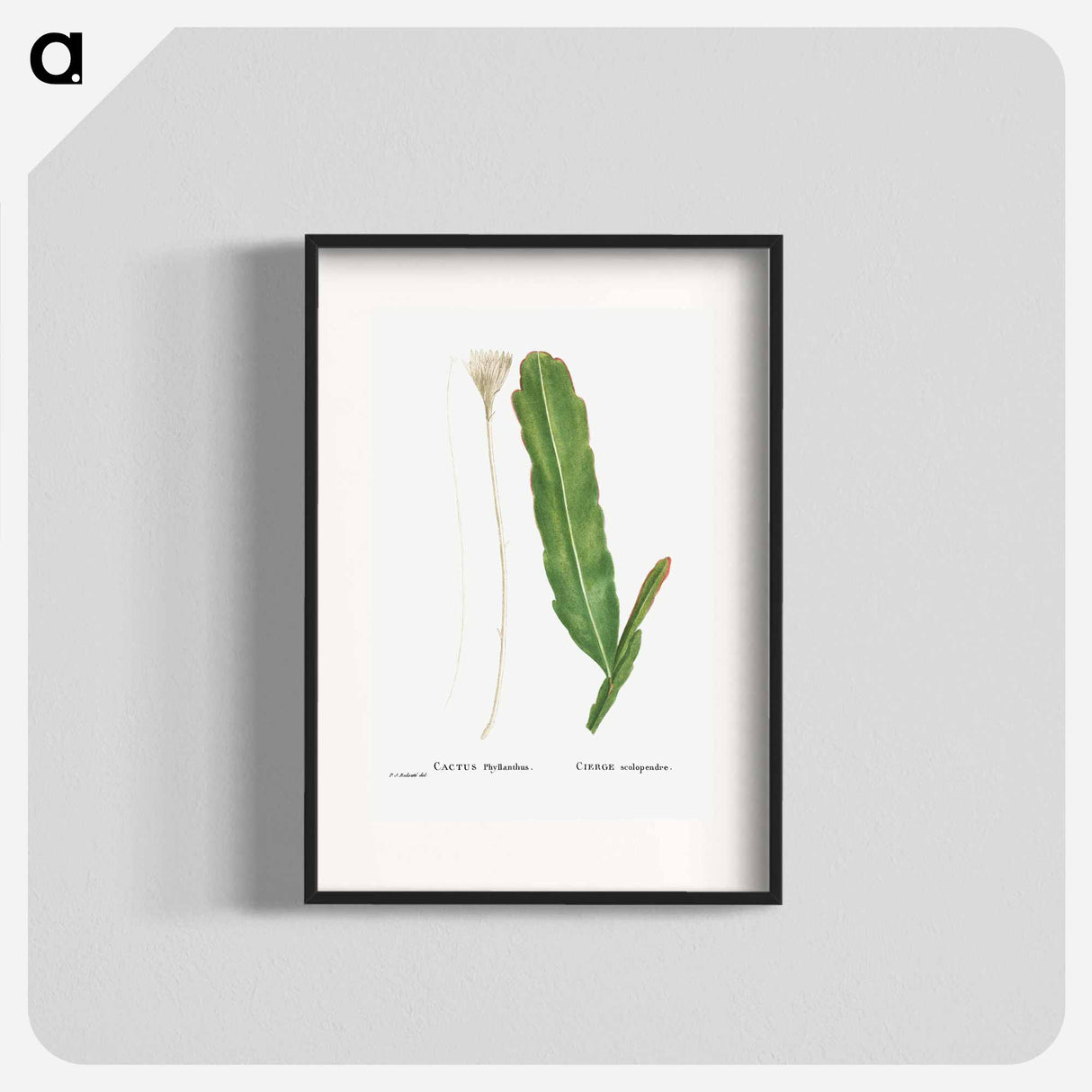 Cactus Phyllanthus (Climbing Cactus) - ピエール ジョゼフ ルドゥーテ Poster.