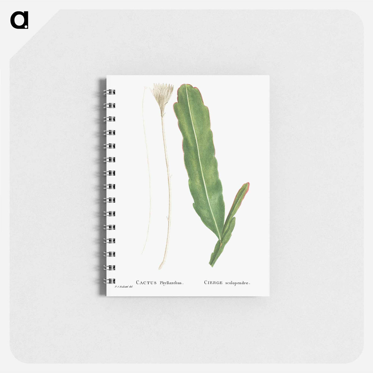 アートメモ帳-Cactus Phyllanthus (Climbing Cactus) - ピエール ジョゼフ ルドゥーテ Memo.