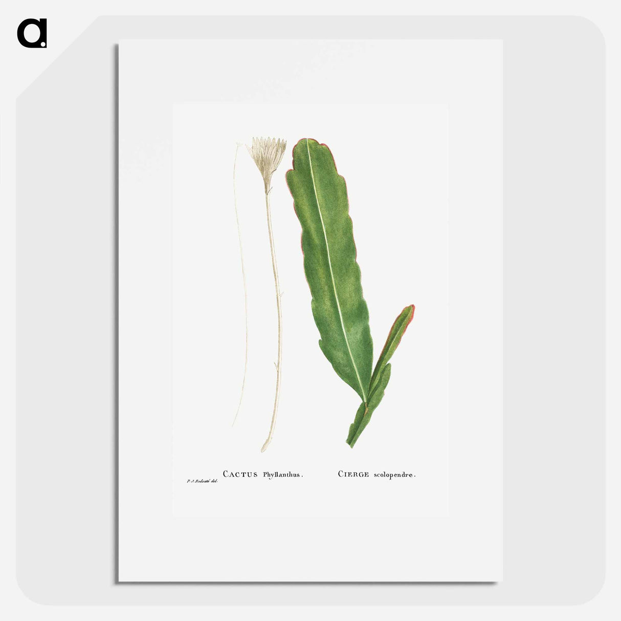 Cactus Phyllanthus (Climbing Cactus) - ピエール ジョゼフ ルドゥーテ Poster.