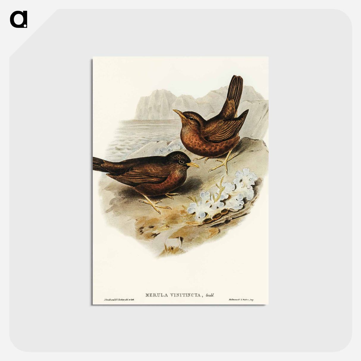 アートポストカード-Vinous-tinted Blackbird
- オーストラリアの鳥 Postcard.