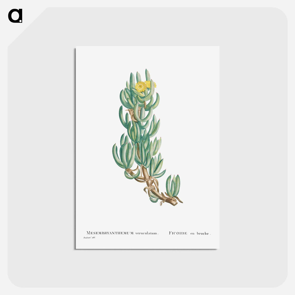 アートポストカード-Mesembryanthemum Veruculatum - ピエール ジョゼフ ルドゥーテ Postcard.