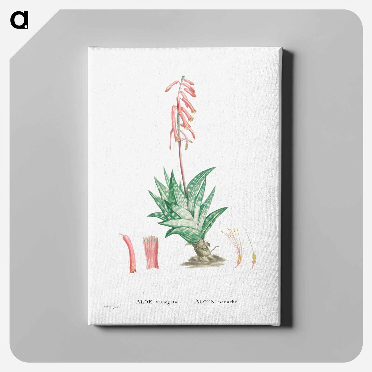 アートパネル-Aloe Variegata (Tiger Aloe) - ピエール ジョゼフ ルドゥーテ Canvas.