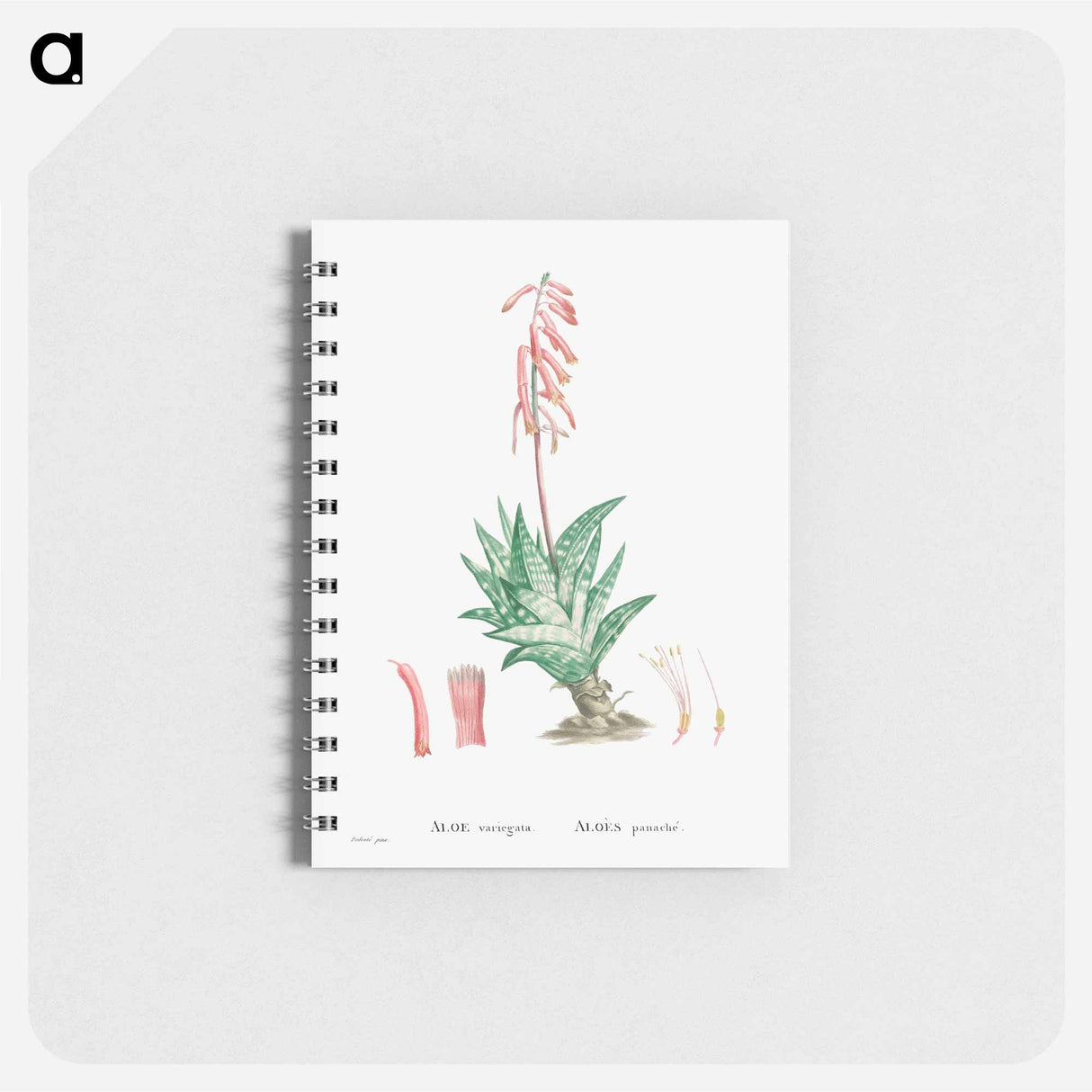 アートメモ帳-Aloe Variegata (Tiger Aloe) - ピエール ジョゼフ ルドゥーテ Memo.