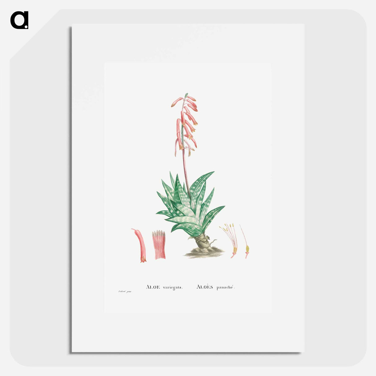 アートポスター-Aloe Variegata (Tiger Aloe) - ピエール ジョゼフ ルドゥーテ Poster.