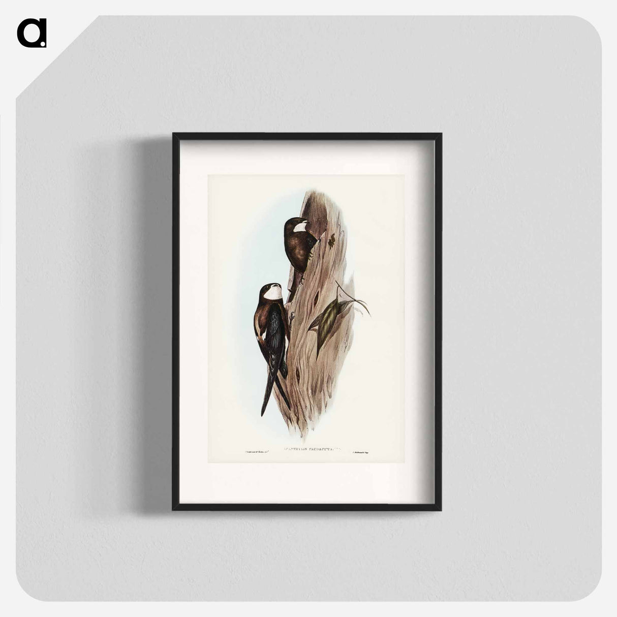 アートポスター-Australian Spine-tailed Swallow
- オーストラリアの鳥 Poster.