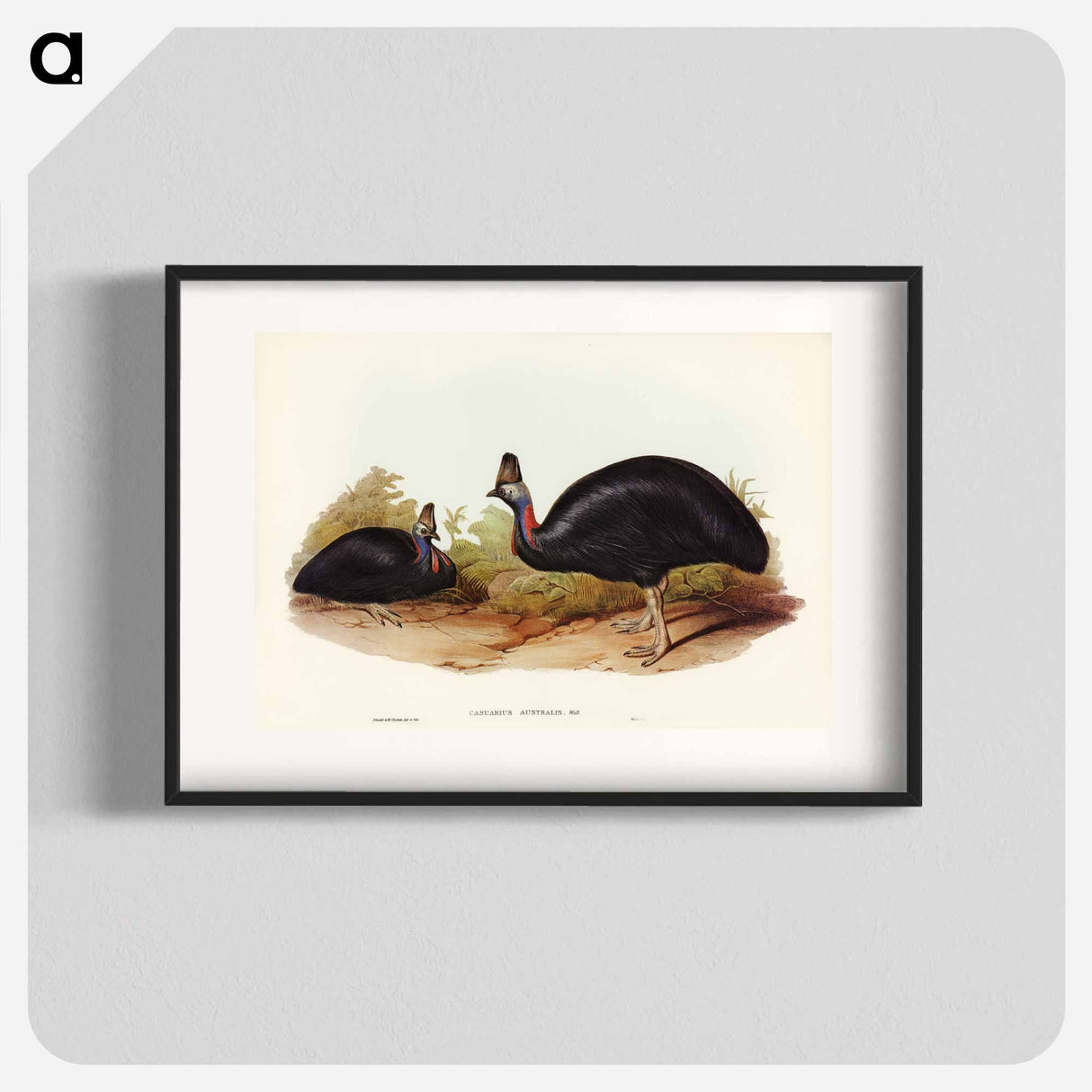 アートポスター-Australian Cassowary
- ジョン グールド Poster.