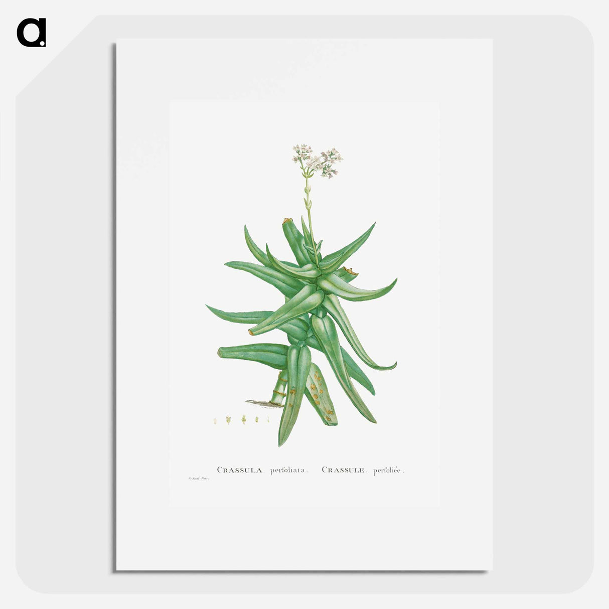 Crassula Perfoliata (Sickle–Leaf Red Crassula) - Pierre-Joseph Redouté Poster.
