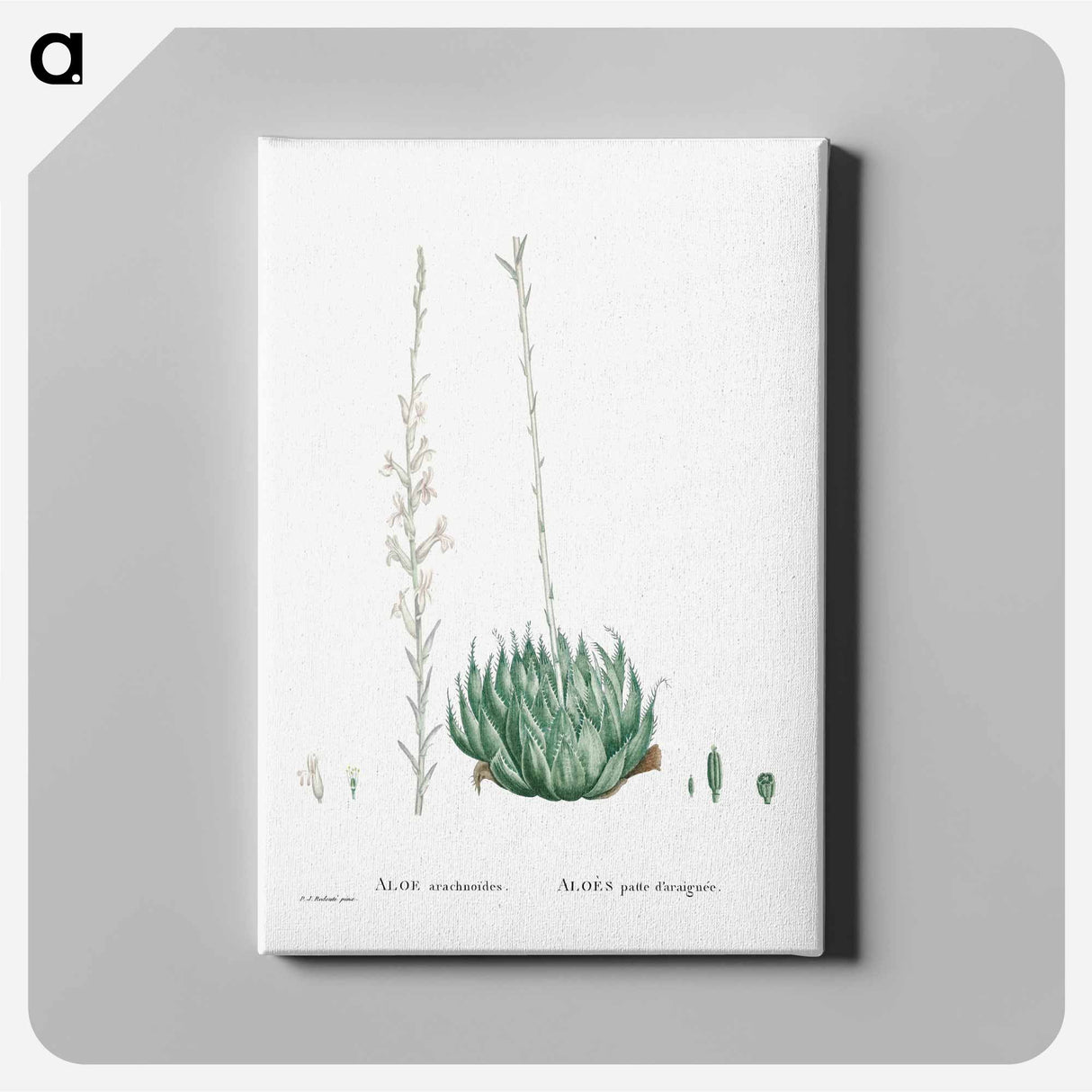 アートパネル-Aloe Arachnoides (Cobweb Aloe) - ピエール ジョゼフ ルドゥーテ Canvas.