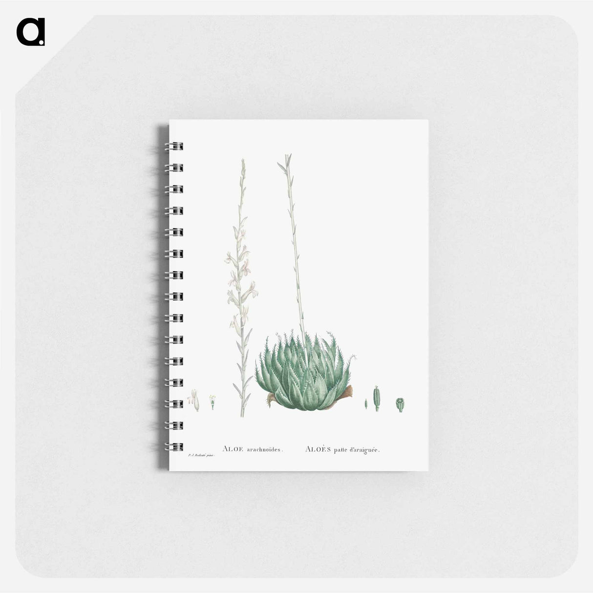 アートメモ帳-Aloe Arachnoides (Cobweb Aloe) - ピエール ジョゼフ ルドゥーテ Memo.