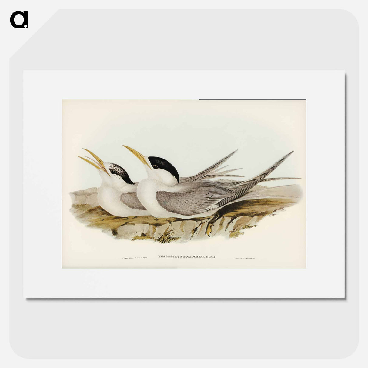 アートポスター-Bass's Straits' Tern
- オーストラリアの鳥 Poster.