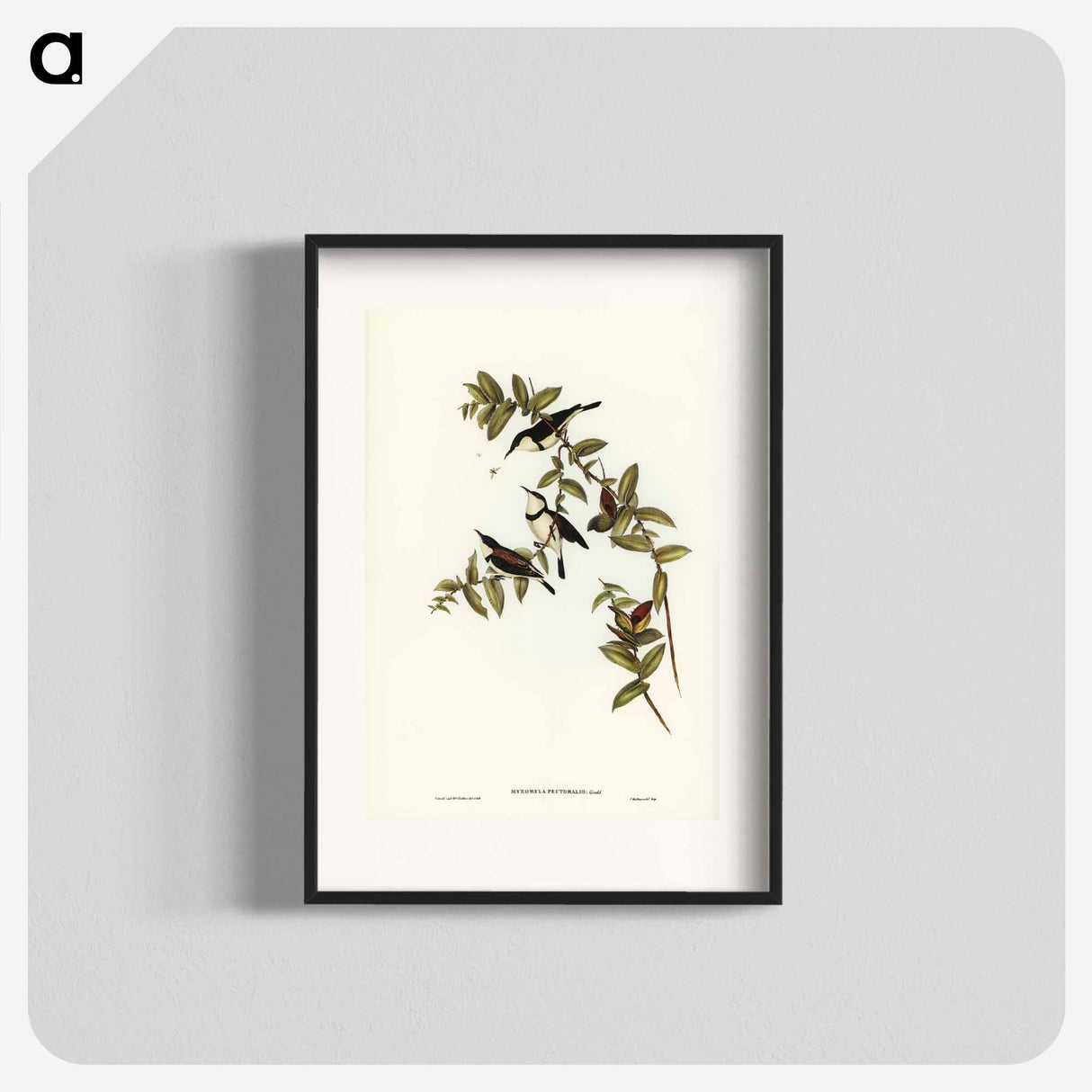 アートポスター-Banded Honey-eater
- ジョン グールド Poster.