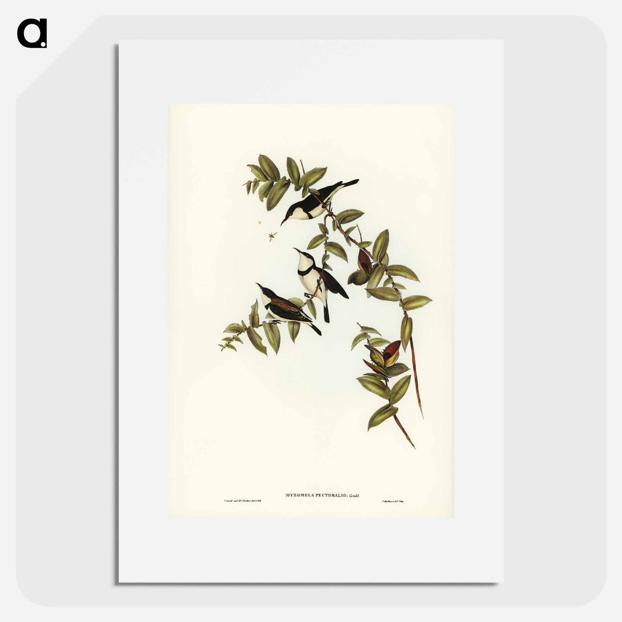 アートポスター-Banded Honey-eater
- ジョン グールド Poster.