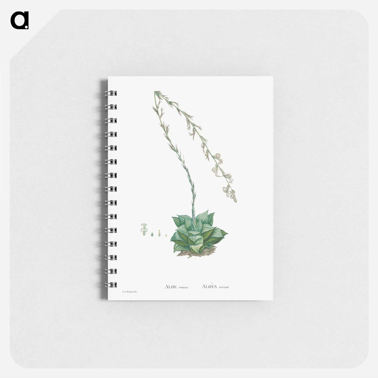 アートメモ帳-Aloe Retusa (Star Cactus) - ピエール ジョゼフ ルドゥーテ Memo.
