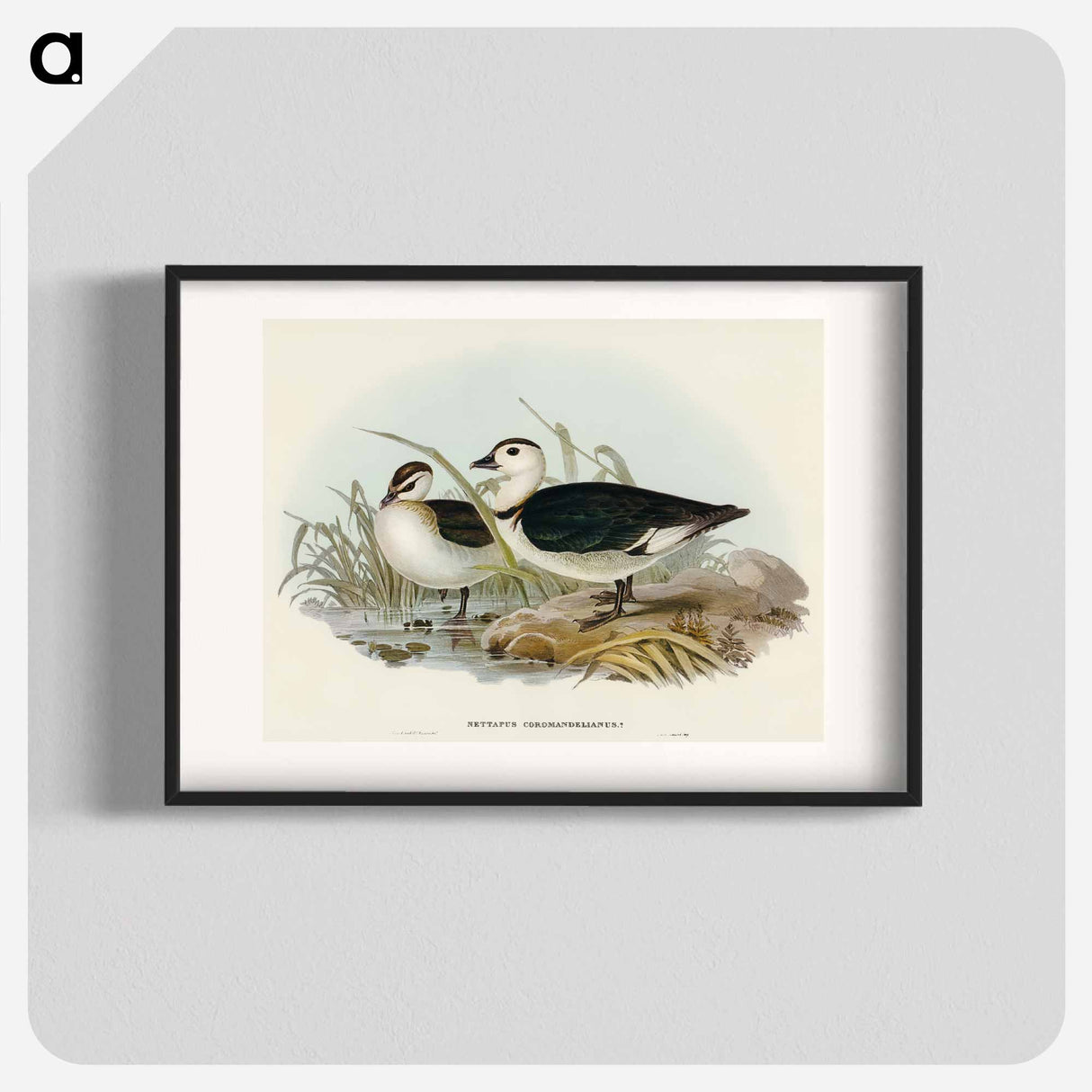 Pygmy Goose
- オーストラリアの鳥 Poster.