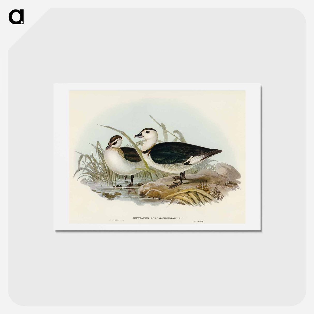 アートポストカード-Pygmy Goose
- オーストラリアの鳥 Postcard.