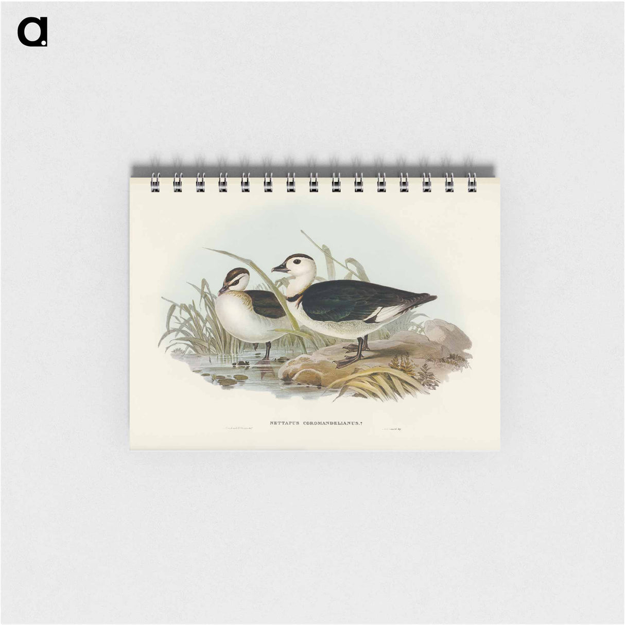 アートメモ帳-Pygmy Goose
- オーストラリアの鳥 Memo.