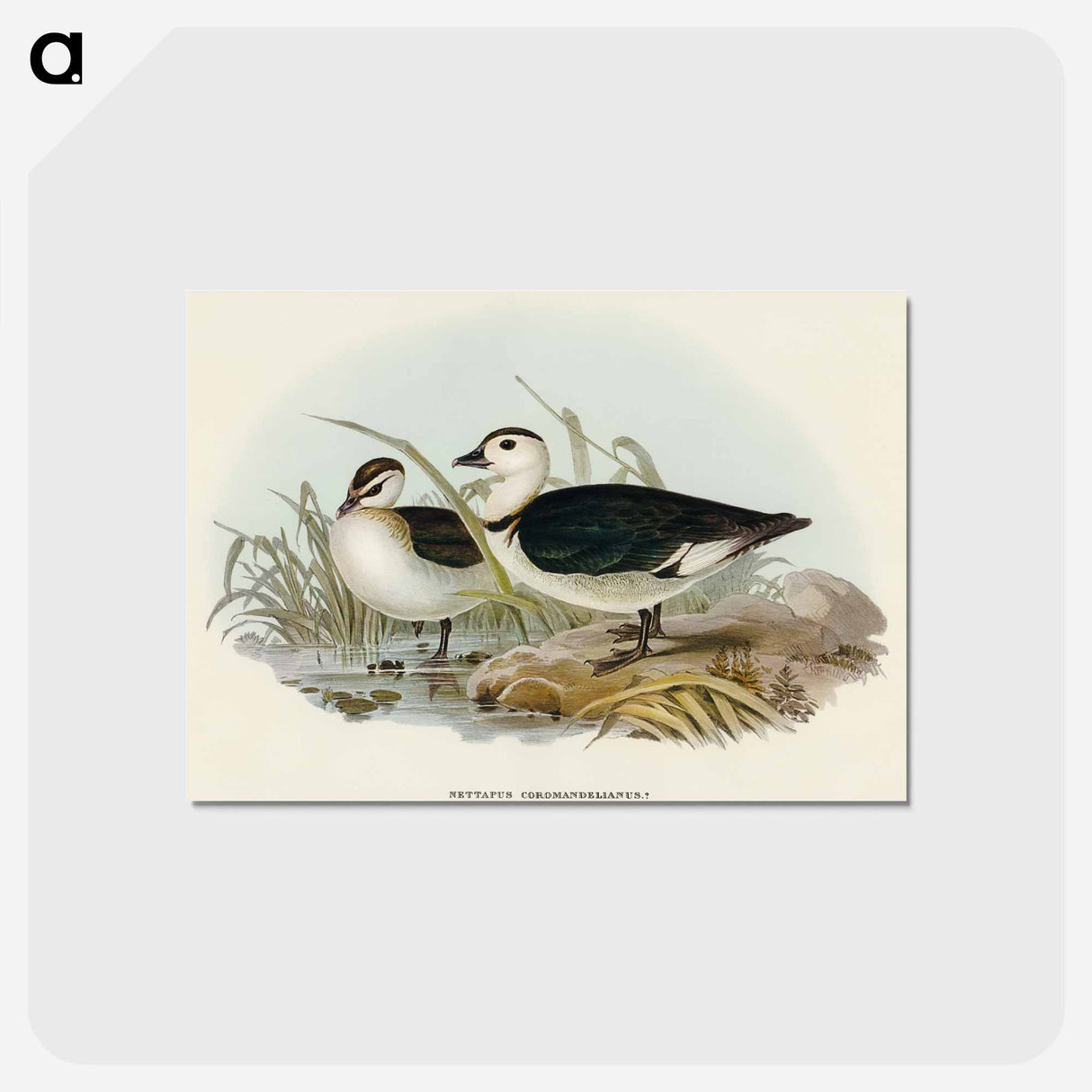 アートポストカード-Pygmy Goose
- オーストラリアの鳥 Postcard.