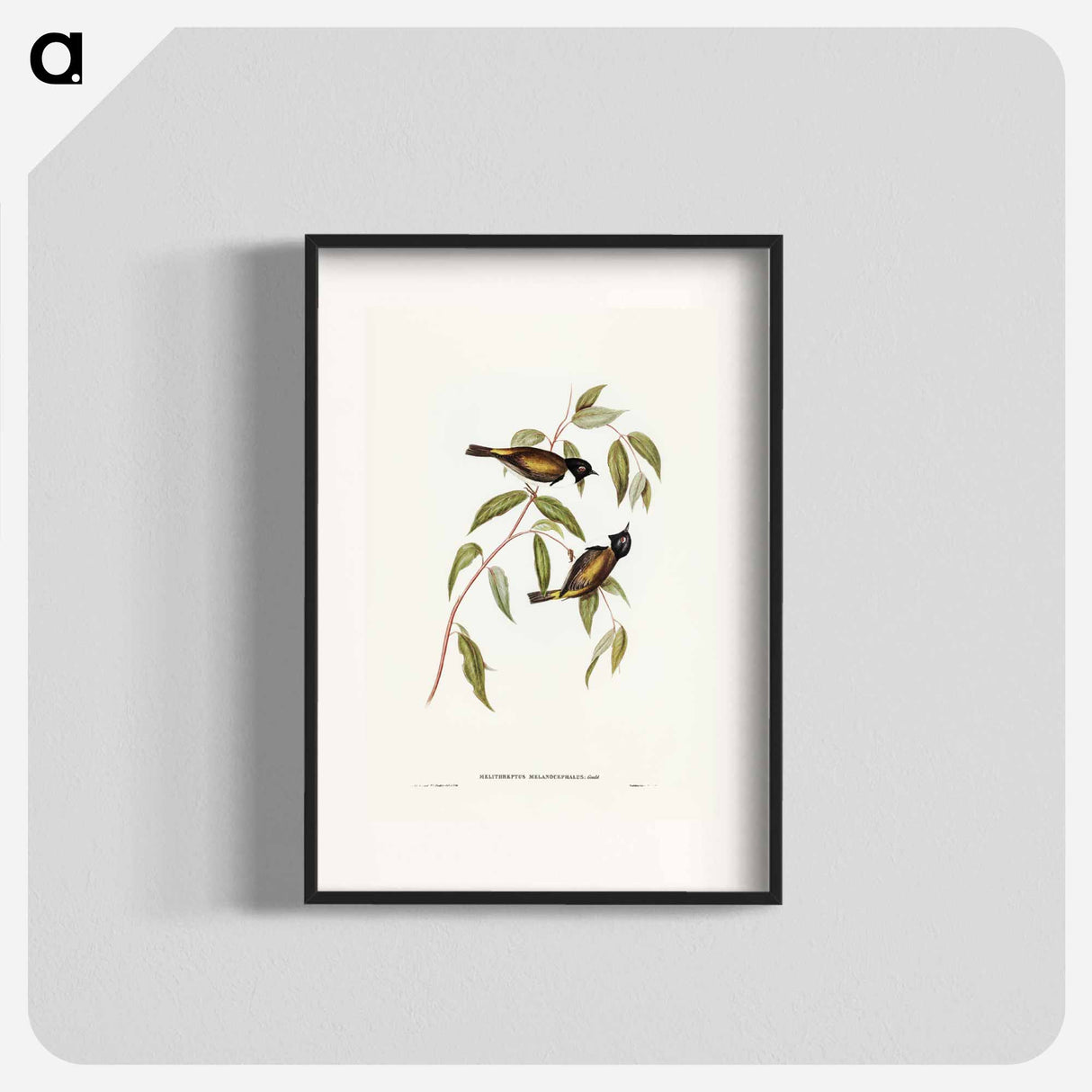 アートポスター-Black-headed Honey-eater
- ジョン グールド Poster.
