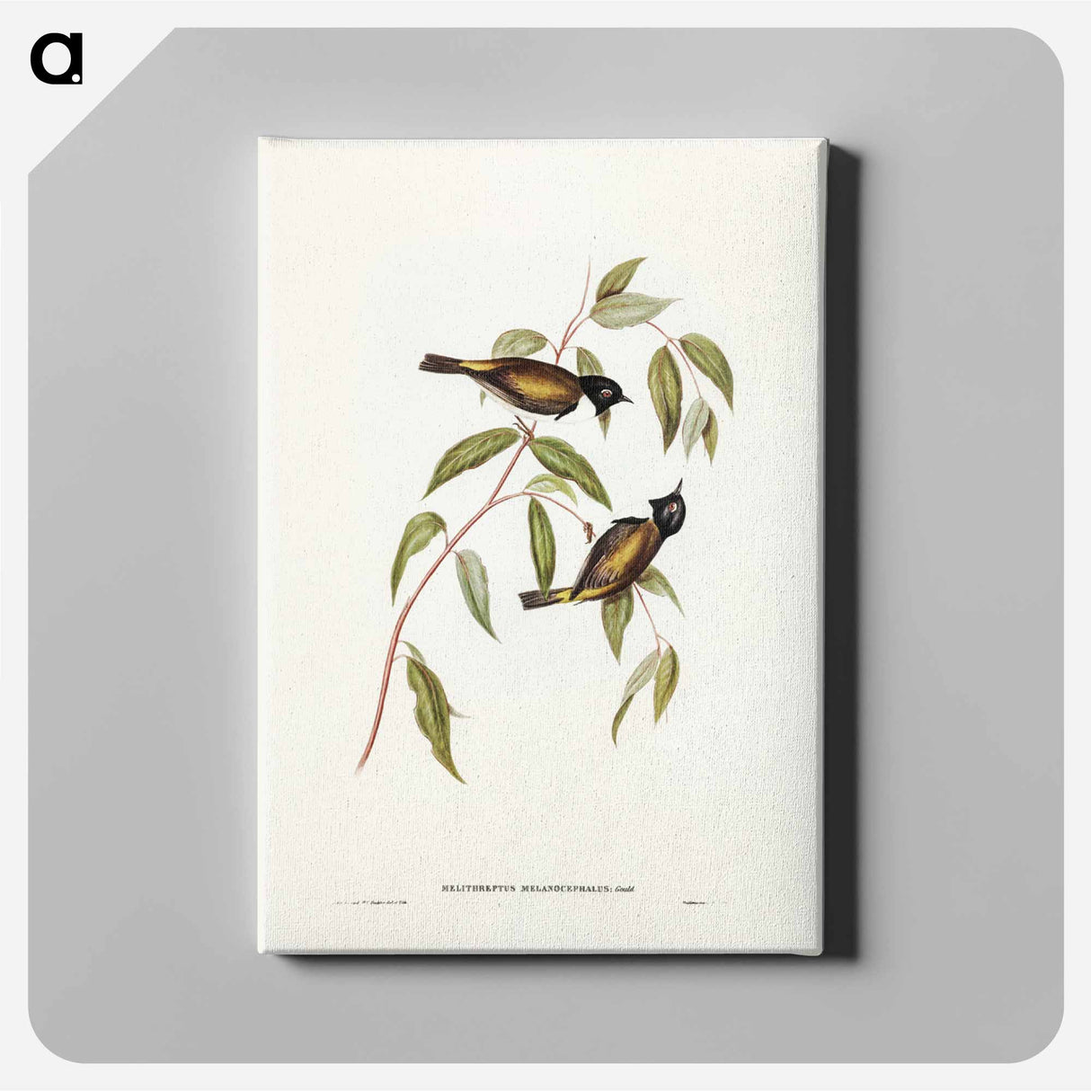アートパネル-Black-headed Honey-eater
- ジョン グールド Canvas.