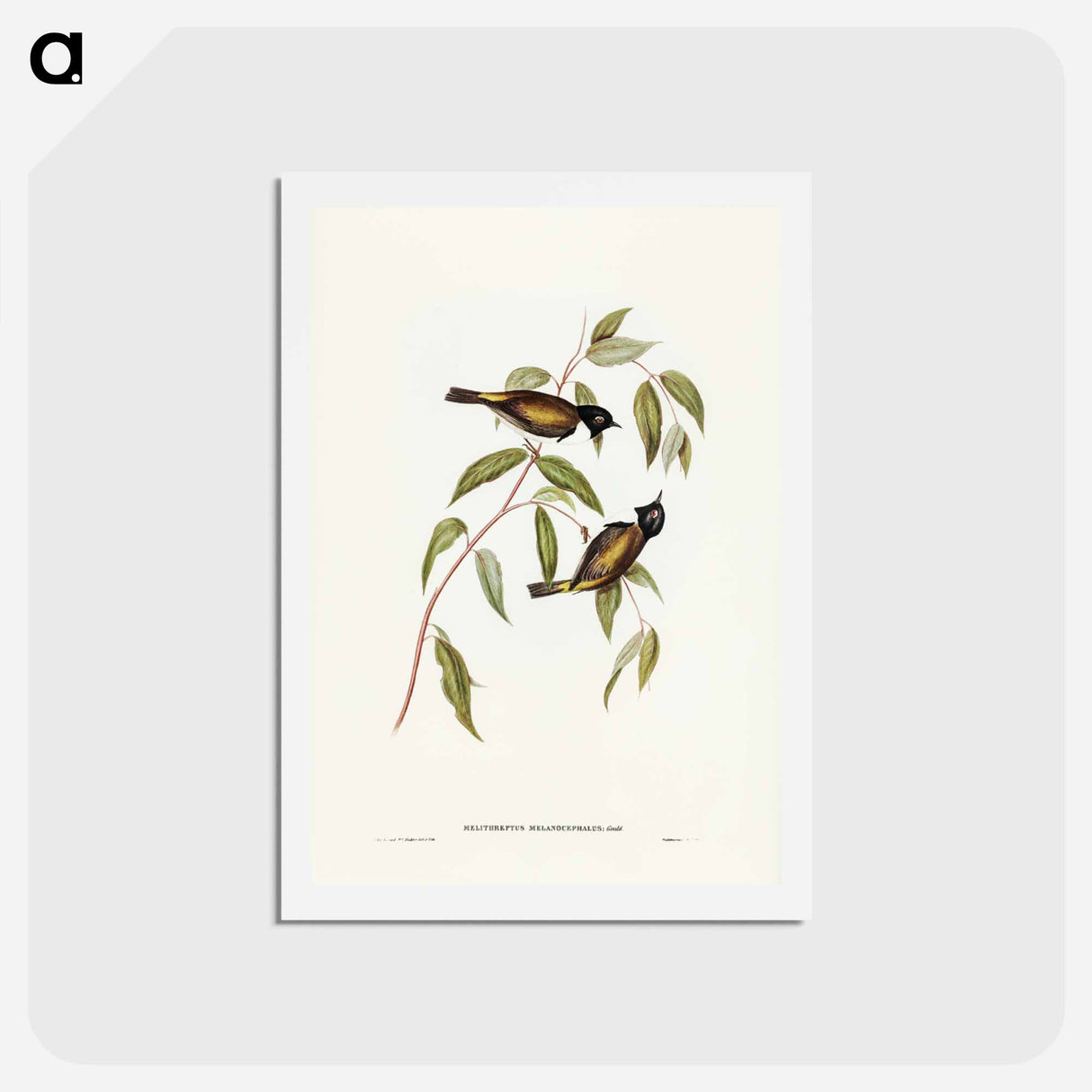 アートポストカード-Black-headed Honey-eater
- ジョン グールド Postcard.