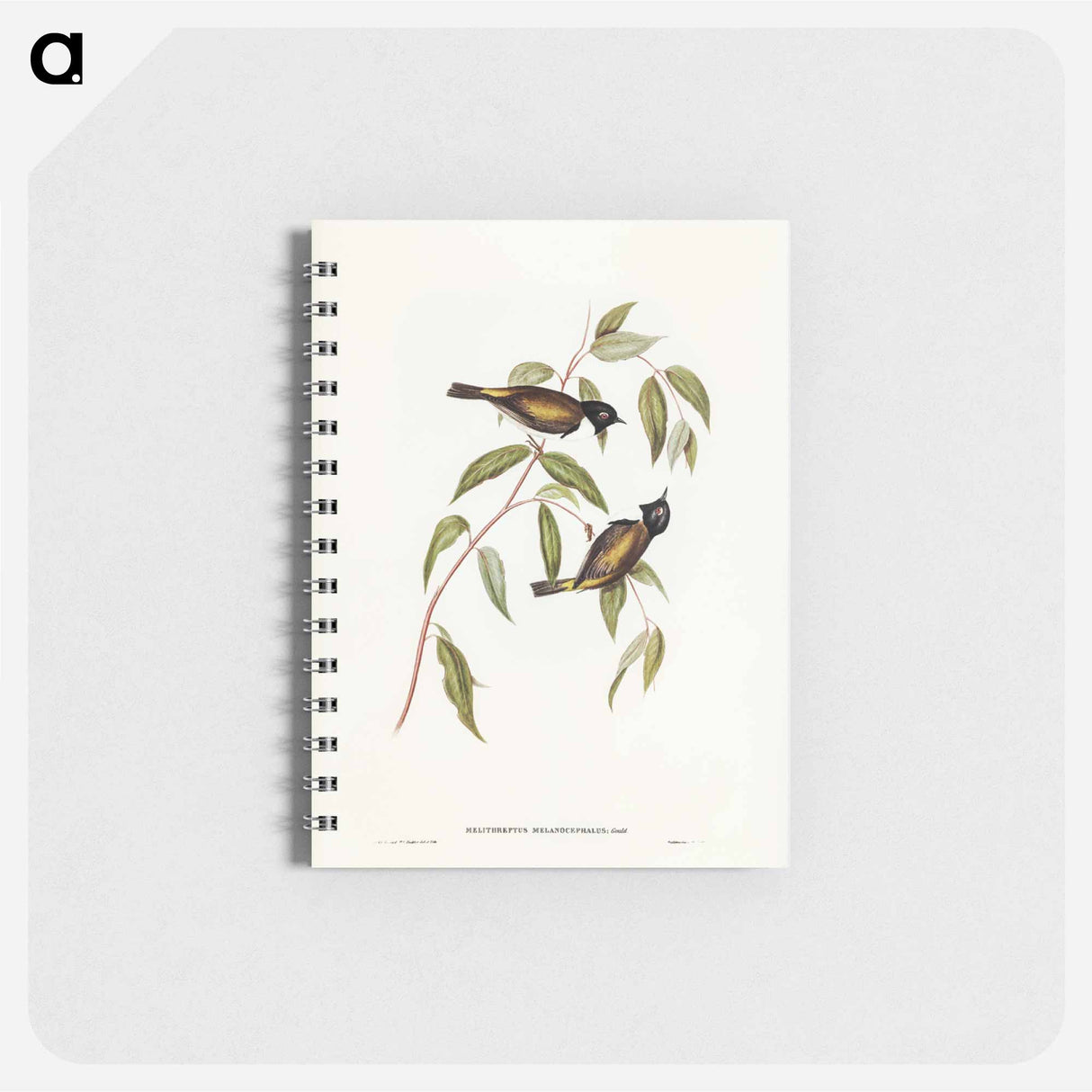 アートメモ帳-Black-headed Honey-eater
- ジョン グールド Memo.