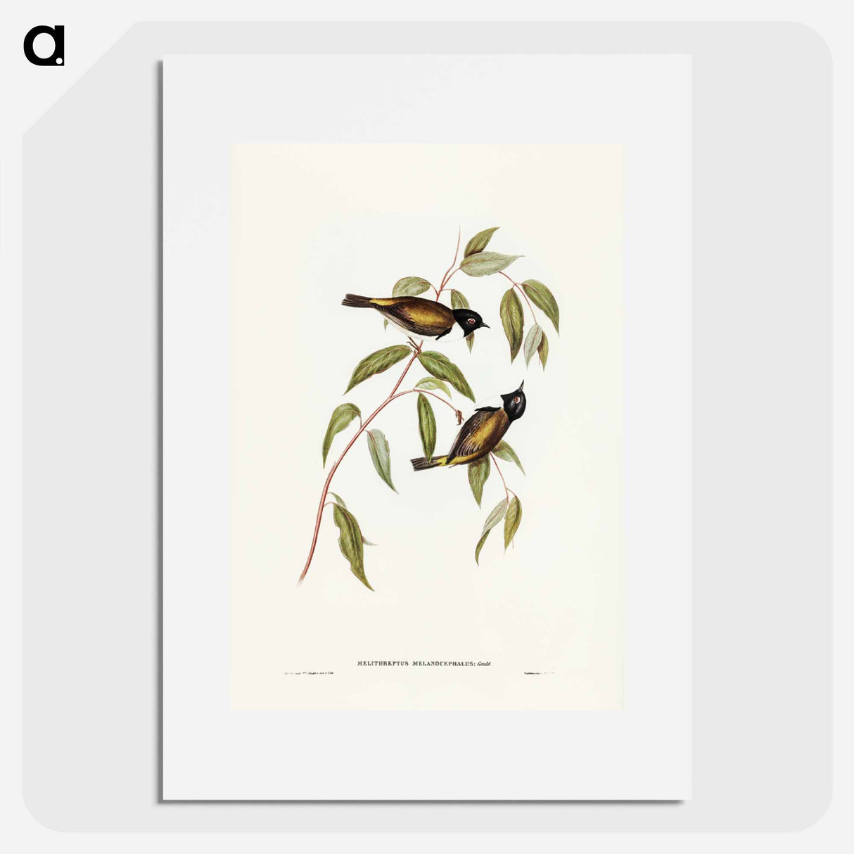 アートポスター-Black-headed Honey-eater
- ジョン グールド Poster.
