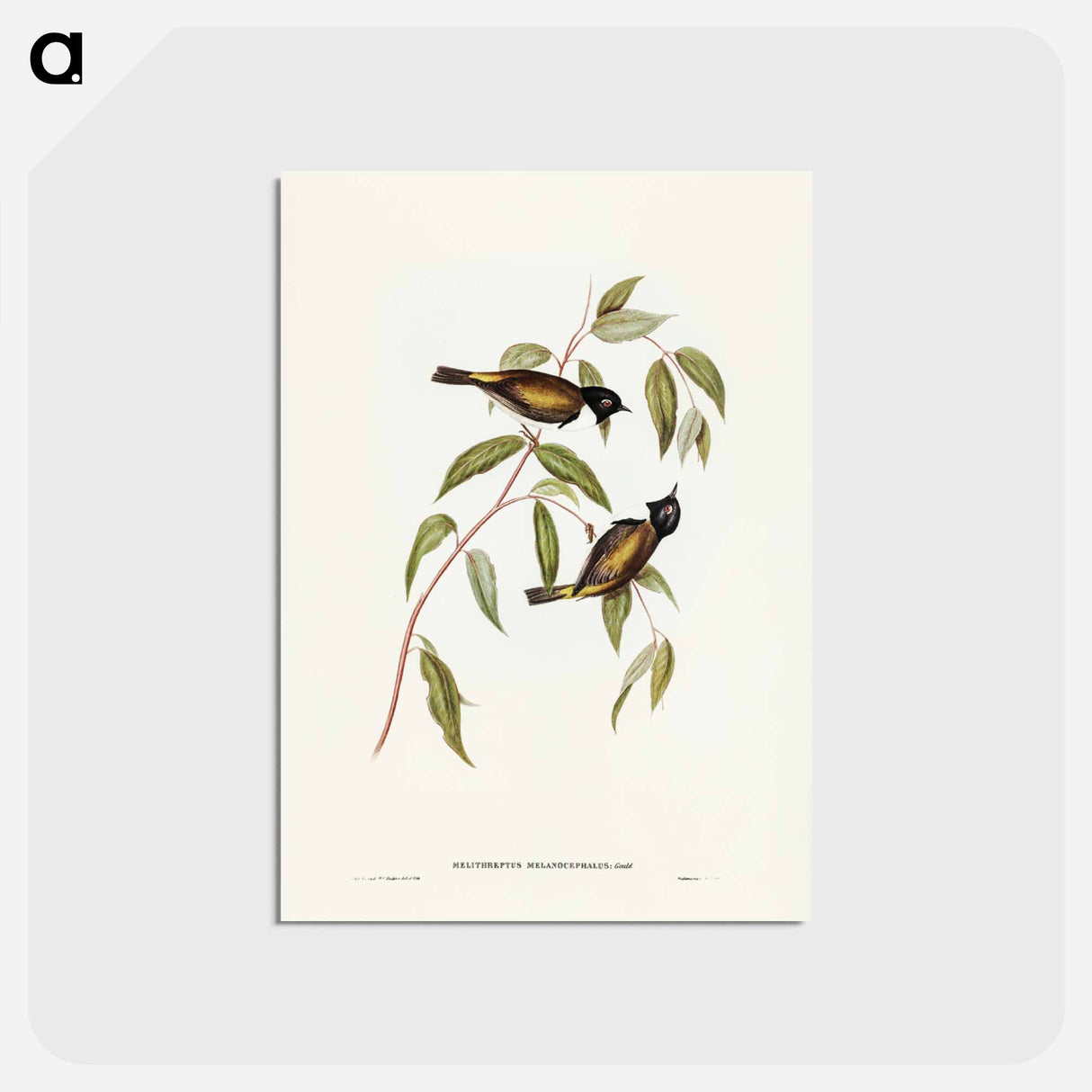 アートポストカード-Black-headed Honey-eater
- ジョン グールド Postcard.